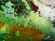 Bryozoani a hydroidy v Lorry Bay PB011943.JPG
