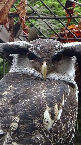 File:Bubo nipalensis - Ménagerie Paris 07.JPG