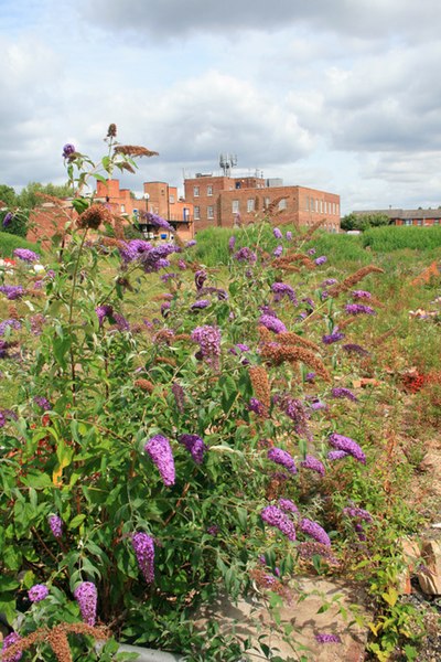 File:Buddleja davidii not Lads Club - geograph.org.uk - 923713.jpg