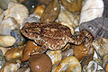 Female Toad (Bufo bufo) searching for food