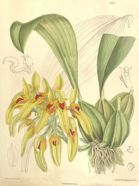 Bulbophyllum graveolens (as Cirrhopetalum robustum) - Curtis' 123 (Ser. 3 no. 53) pl. 7557 (1897).jpg