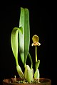 Bulbophyllum pteroglossum