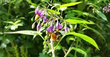 Tiedosto: Bumblebee buzzpollinating Solanum dulcamara.webm