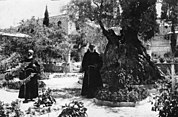 Bundesarchiv Bild 146-2007-0203, Jerusalem, Garten Gethsermane, Ölbaum.jpg