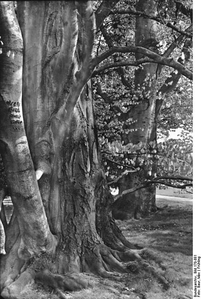 File:Bundesarchiv Bild 170-881, Potsdam, Park Sanssouci.jpg