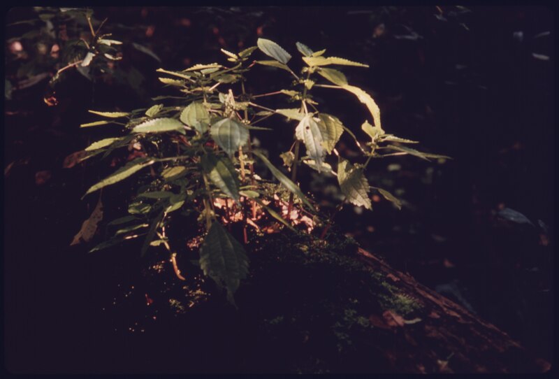 File:CLEARWEED (PILEA PUMILA) IS A NATURAL VEGETATION OF THE CUYAHOGA VALLEY. IT IS SHOWN GROWING IN DEEP LOCK QUARRY, A... - NARA - 558080.tif