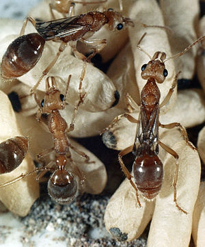 Nothomyrmecia macrops, two queens and worker (Photo: CSIRO)