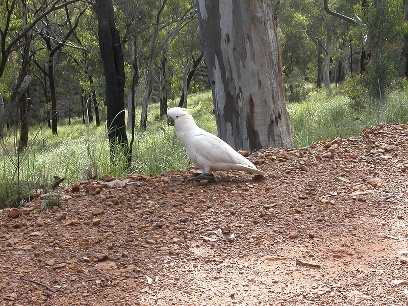 File:Cacatua galerita (5079220927).jpg