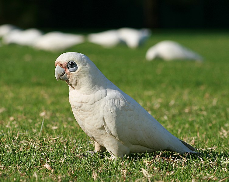 File:Cacatua sanguinea upright.jpg