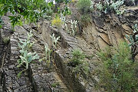 Cactus Opuntia ficus-indica Higo Chumbo Camino de Hierro La Fregeneda, Arribes del Duero.jpg