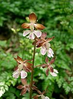 Miniatura para Calanthe discolor