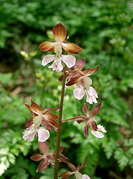 Каланте двуцветная (Calanthe discolor)