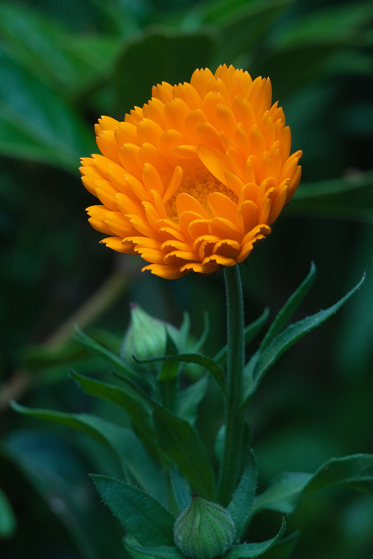 Calendula - Wikipedia