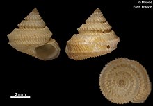 Calliotropis delli (MNHN-IM-2012-3090) 002.jpeg