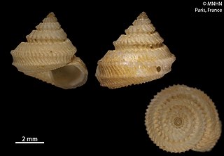 <i>Calliotropis delli</i> species of mollusc