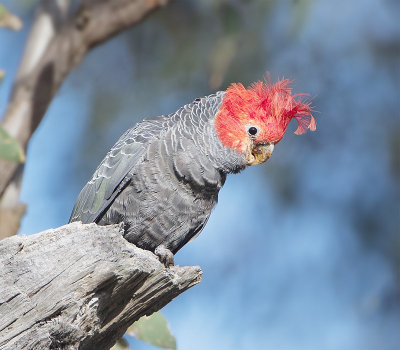 Gang-gang Cockatoo Minecraft Mob Skin