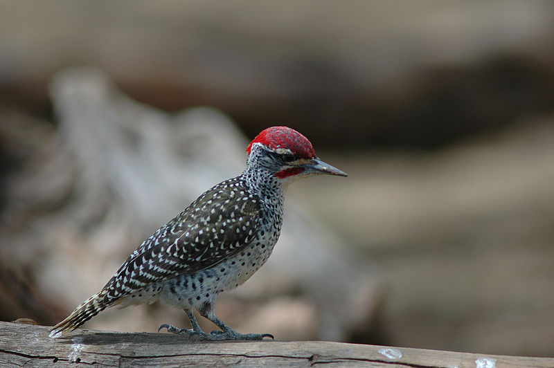 File:Campethera nubica, Nubian woodpecker.jpg