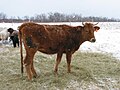 Vignette pour Race bovine canadienne