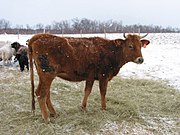 vache rouge froment à mufle noir cerclé de clair.