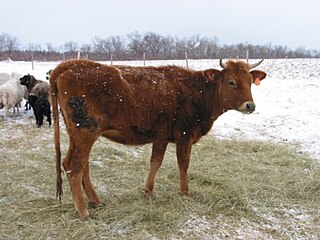 Canadienne cattle Breed of cattle