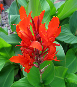 Indinė kana (Canna indica)