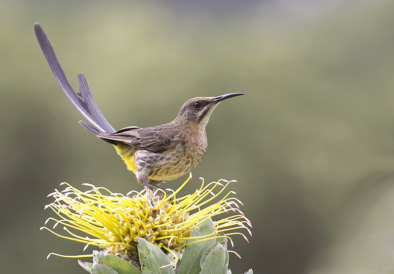 File:Cape Sugarbird - Promerops cafer (49088532712).jpg