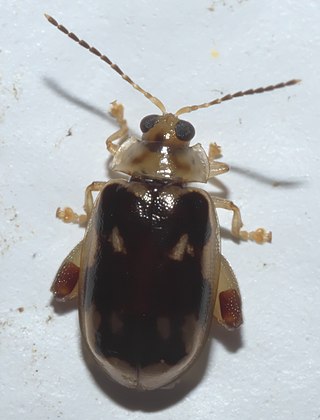 <i>Capraita</i> Genus of beetles