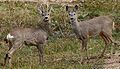 two roe deer