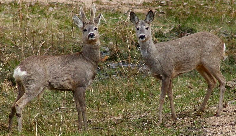 File:Capreolus capreolus 2 Jojo.jpg