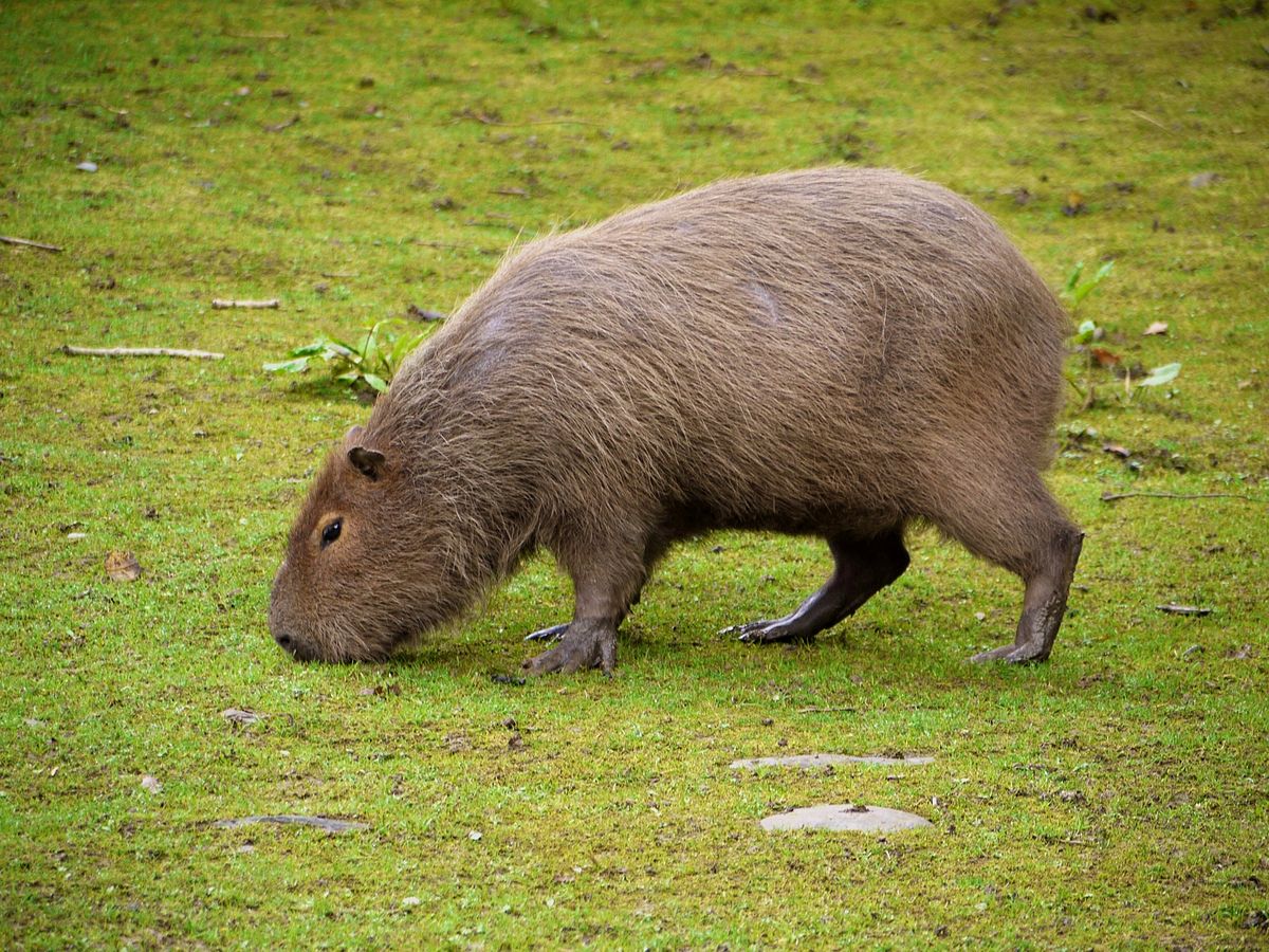 Topo 61+ imagem capibara nombre cientifico