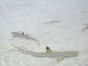 Carcharhinus melanopterus rangiroa.jpg