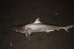 Bildbeschreibung Carcharhinus porosus sorona.jpg.