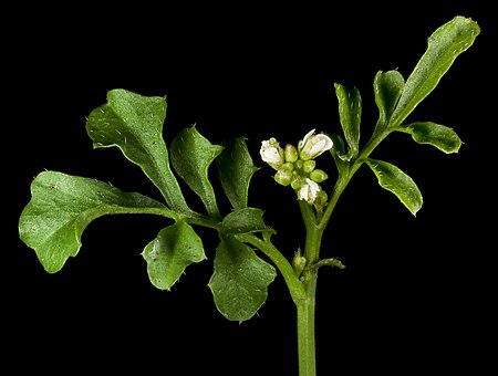 Cardamine hirsuta