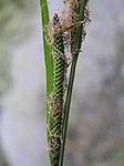 Carex buekii3.JPG