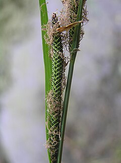 Description de l'image Carex buekii3.JPG.