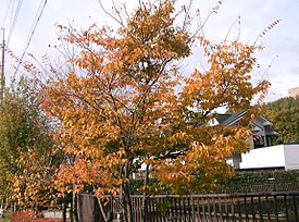 Vista general de la planta en otoño