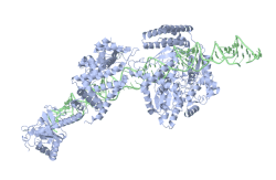 Cartoon representation of Arabidopsis DCL1 in complex with pri-miRNA 166f (elucidated by Cryo-EM in Wei X. et al. Nat. Plants. 2021).gif