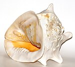 Cassis cornuta shell.jpg