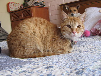 English: cat and dog Español:gato y perro