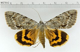 <i>Catocala habilis</i> Species of moth