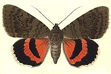 Catocala oberthuri.jpg