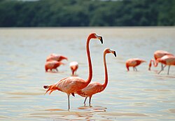 Paprastasis flamingas (Phoenicopterus ruber)