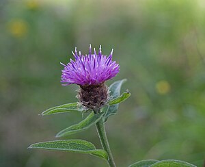 Black knapweed (Centaurea nigra)