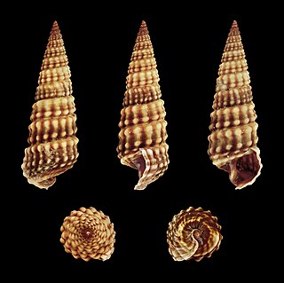 <i>Cerithideopsilla conica</i> Species of gastropod