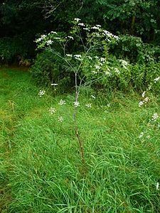 Chaerophyllum bulbosum Habitus