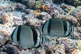 Chaetodon humeralis