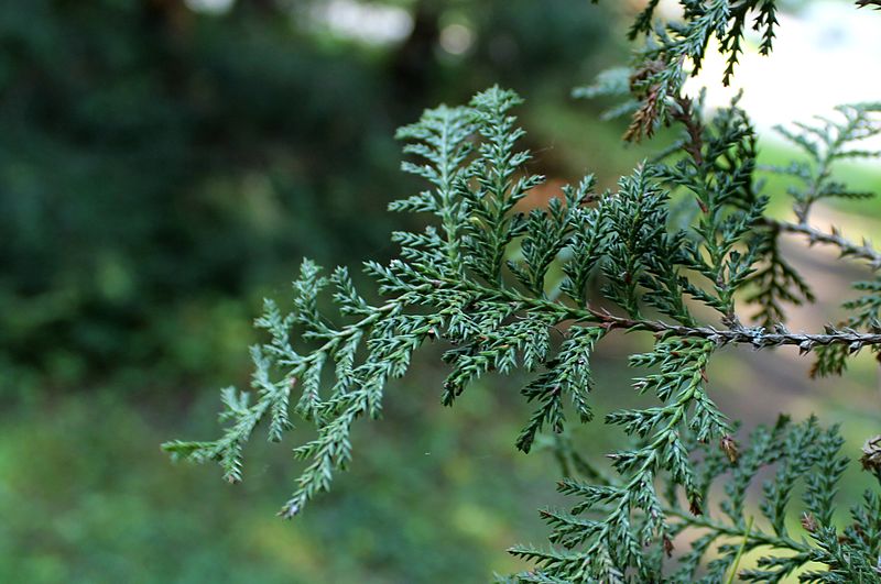 File:Chamaecyparis pisifera 'Plumosa' 01.JPG