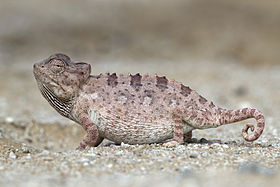 Camaleão Namaqua (chamaeleo namaquensis), Swakopmund, Namíbia . (definição 1 867 × 2 800)