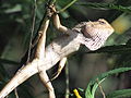 Unidentified Chameleon from Koovery