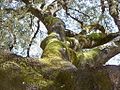 Chaparro de la Vega (Quercus rotundifolia), Natural Monument of Andalusia